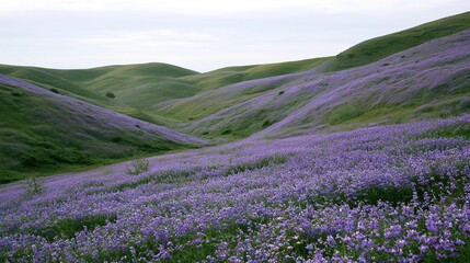 Obraz premium Purple wildflower hills overcast sky calm