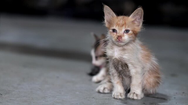 A small, fluffy orange and white stray kitten sitting on a concrete floor inside a workshop or garage, looking curiously at the camera.