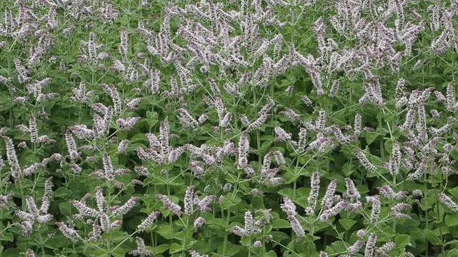 Blooming Mentha suaveolens (apple mint or round-leaved mint) plant showing textured foliage, flower spikes in the garden during the summer gardening season, garden stock video footage clip