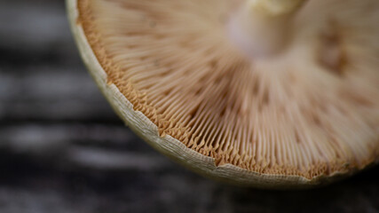 Forest mushroom cap lower part, macro photo of mushroom texture. © VOLODYMYR