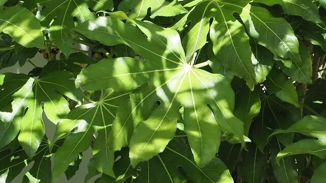 Fatsia Japonica a green leaf semi evergreen shrub commonly known as castor oil plant, gardening stock video footage clip