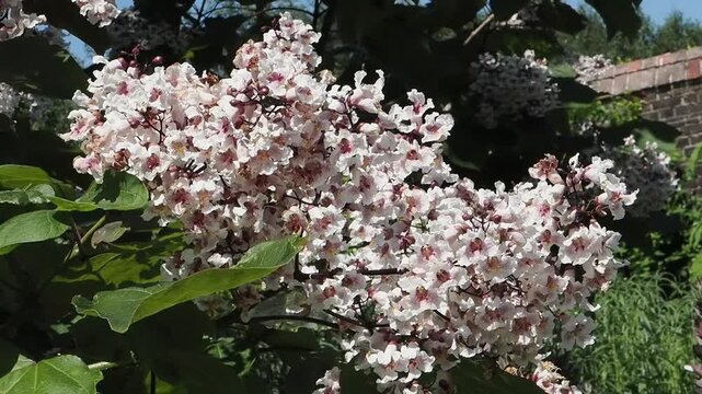 Catalpa x erubescens 'Purpurea' (Purple Hybrid Indian Bean Tree) featuring lush leaves and white summer flowers against a blue sky, garden and gardening stock video footage clip