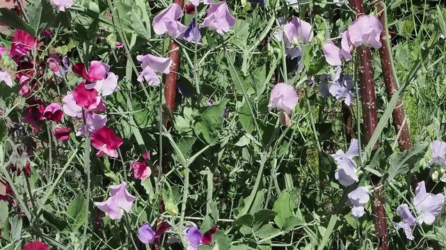 Lathyrus odoratus 'Old Fashioned Mixed' a summer flowering plant with mixed summertime flowers commonly known as sweet pea, gardening stock video footage clip