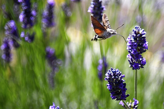 L'insetto colibr&igrave; vola sopra i colorati fiori di lavanda alla ricerca del nettare da raccogliere con la sua lunga proboscide.