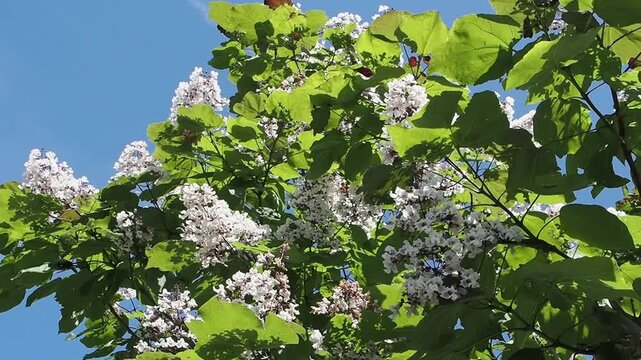 Catalpa x erubescens 'Purpurea' (Purple Hybrid Indian Bean Tree) featuring lush leaves and white summer flowers against a blue sky, garden and gardening stock video footage clip