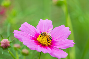 Close up of honeybee collecting nectar on vibrant pink cosmos flower in autumn garden background with copy space © Kazutaka