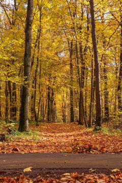 Autumn forest path with yellow leaves and fallen foliage