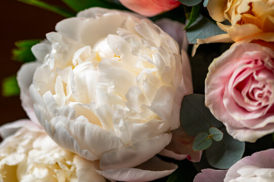 Macro shot of fresh bunch of peonies bouquet of different colors. Card Concept, gentle abstract floral background image, close up, shallow DoF