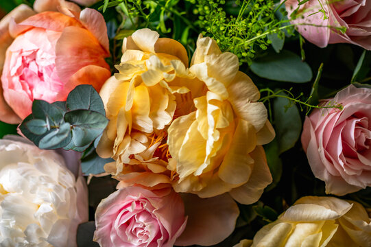 Macro shot of fresh bunch of peonies bouquet of different colors. Card Concept, gentle abstract floral background image, close up, shallow DoF
