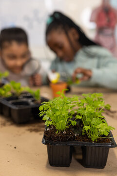 African female teen and woman examining seedlings at lab table, using magnifying glass and clay pot