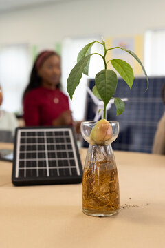 Blurred woman standing at classroom table in maroon top, demonstrating avocado seed in glass vase