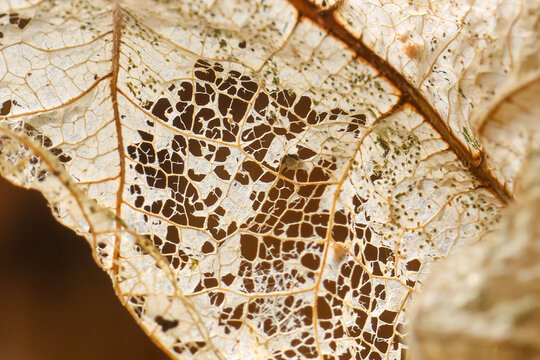 Delicate decayed leaf skeleton with intricate vein network and warm brown background evoking fragile natural texture and subtle organic decay