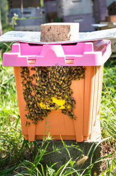 A small nucleus colony of honey bees with bees covering the front entrance