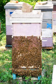 A honey bee hive with bees bearding and covering the front
