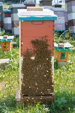 A honey bee hive with bees covering the front bearding