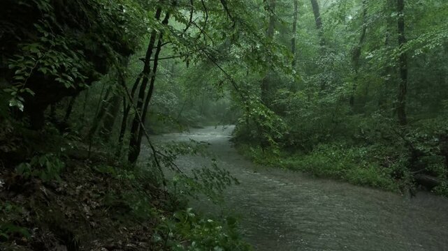Heavy Summer Rain Falling Over Glenrock Branch Forest Stream with Authentic Natural Audio