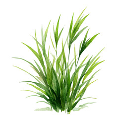 Fototapeta premium Wheatgrass, watercolor clipart vector, isolated on a white background.
