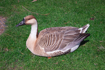 A beautiful side profile portrait of a single domestic Chinese swan goose sitting comfortably on a vibrant green grass field in a sunny park © Tatiana Selinger