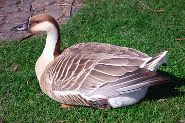 A beautiful side profile portrait of a single domestic Chinese swan goose opening its beak on a vibrant green grass field © Tatiana Selinger