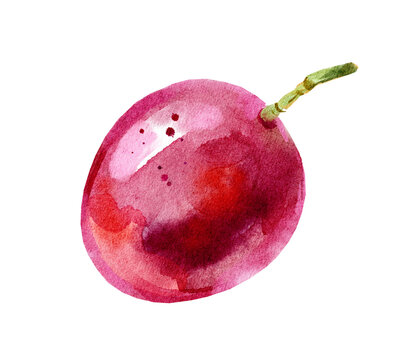 Hand drawn watercolor passion fruit. Painted illustration on transparent background.