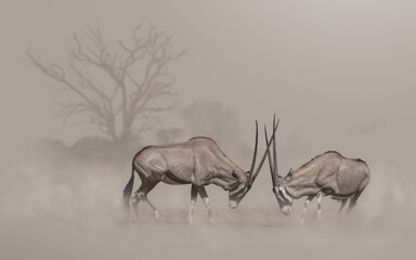 Composite of two fighting oryx in a dusty environment with a dead tree in the distant background © Louis
