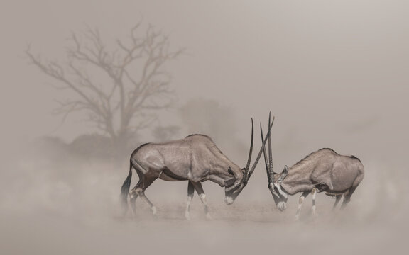Composite of two fighting oryx in a dusty environment with a dead tree in the distant background