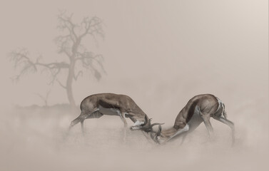 Composite of two fighting springbok in a dusty environment with a dead tree in the distant background © Louis
