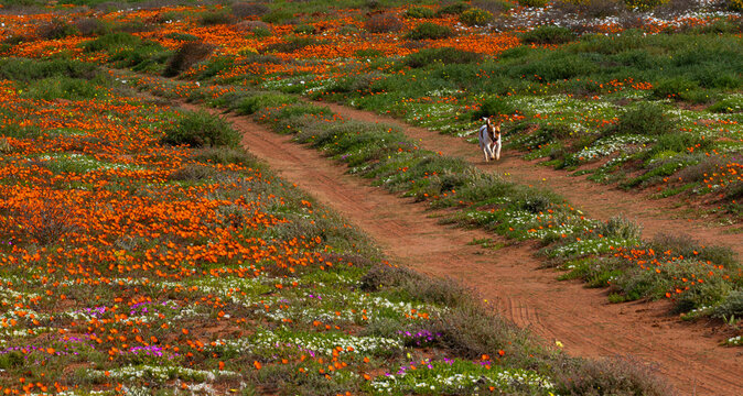 Dog running in a two track dirt road in the veld covered with orange wildflowers