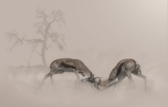 Composite of two fighting springbok in a dusty environment with a dead tree in the distant background