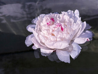 Delicate white pinkish peony flower in the water  © OLENA LIALINA