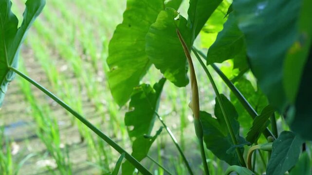 Vibrant green taro foliage with a new bud growing in a lush environment.