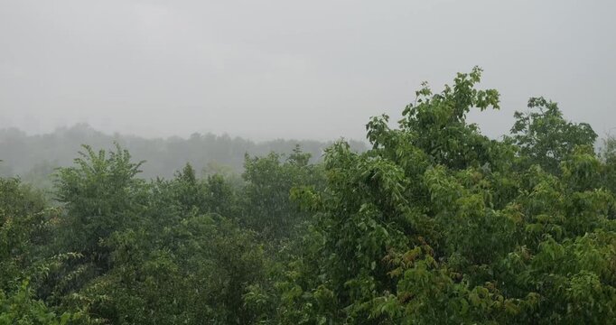 Heavy rain, bad weather and storm rage in the summer. The wind shakes the branches of trees. Downpour in the park.