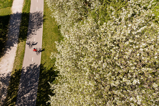 Cyclists cycling along the Ciclabile Alpe Adria bike path beside blossoming Klotzen pears trees in the Julian Alps, Tarvisio, Camporosso, Friuli Venezia Giulia, Italy in spring.
