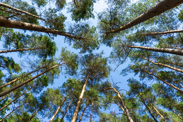 Obraz premium Pine trees in Tegneby forest reaching blue sky