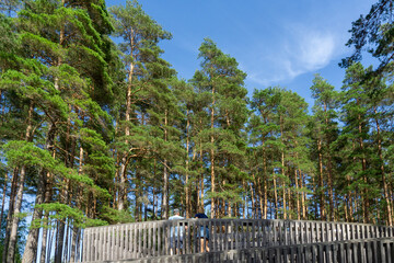 Fototapeta premium People enjoying elevated walkway in a pine forest, Tegneby