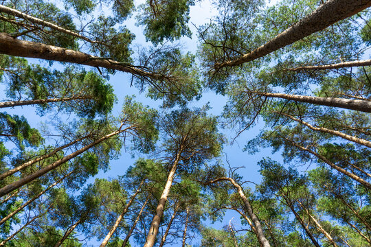 Pine trees in Tegneby forest reaching blue sky