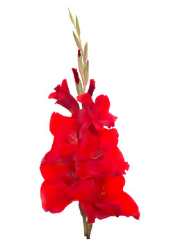 Red gladiolus flower isolated on white background vibrant botanical illustration for spring designs