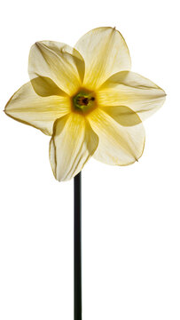 Single backlit daffodil flower, translucent petals against a stark black background