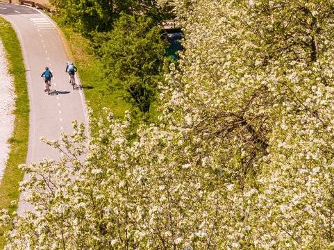 Cyclists travel the scenic Ciclabile Alpe Adria path through lush blooming trees, embodying outdoor adventure and an active lifestyle, Julian Alps, Tarvisio, Camporosso, Friuli Venezia Giulia, Italy.