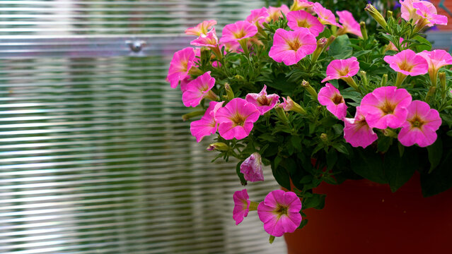 Vibrant Display of Pink Petunias Blooming in a Decorative Pot Against a Subtle Textured Background in a Garden Setting.