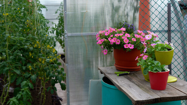 A Tranquil Greenhouse Scene Featuring Lush Vegetation and Vibrant Potted Flowers, Creating a Serene Atmosphere for Gardening Enthusiasts and Plant Lovers.