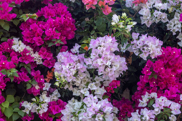 Fototapeta premium Vibrant colorful bougainvillea flowers blooming in shades of magenta, pink, and white amidst green foliage during soft daylight. Mediterranean region.