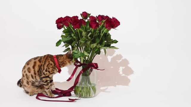 Bengal cat sitting by the vase with roses and playing with festive ribbon on white background, holiday and celebration concept, video