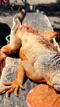 Sleeping orange iguana sunbathing on a wooden beam showing its scaly skin, claws, and dewlap in a close up overhead shot, revealing the full body of the reptile