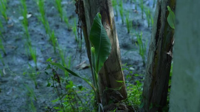 Young banana plant sapling with fresh green leaf growing near banana trunks by a rice field.