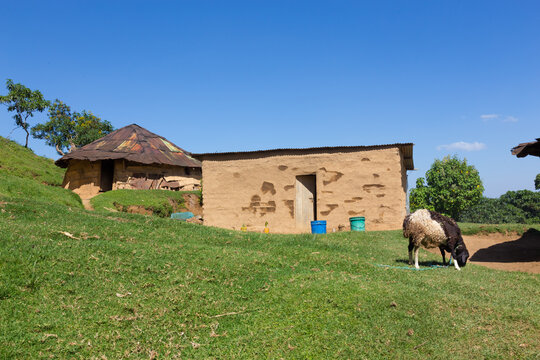 Traditional rural African mud brick huts with corrugated metal roofs on a lush green hill, with a sheep grazing in the foreground under a clear blue sky.