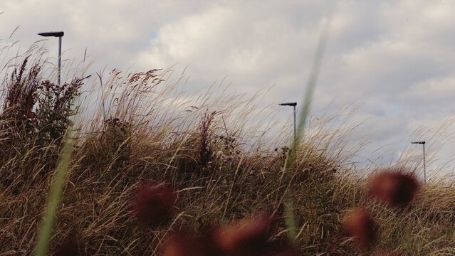 Grass, meadow, field, sky, landscape, modern street lamps in dry wild grass against cloudy sky