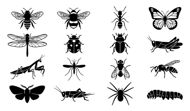 Black insect silhouette collection featuring bees ants butterflies and common bug species vector set