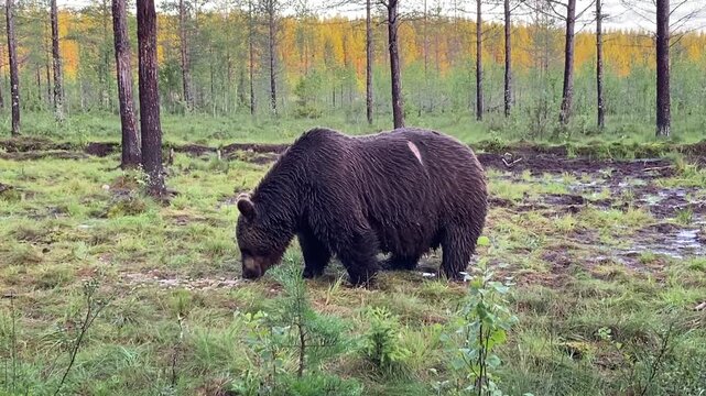 Wild brown bear walking through peaceful Nordic forest clearing during golden summer evening light