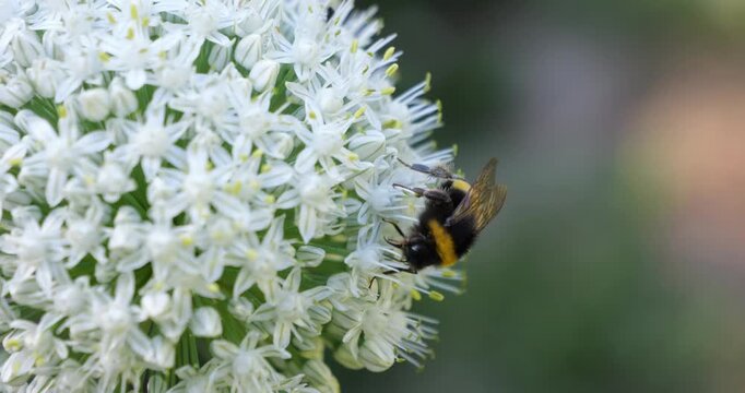 A bumblebee collects nectar from a large white flower.